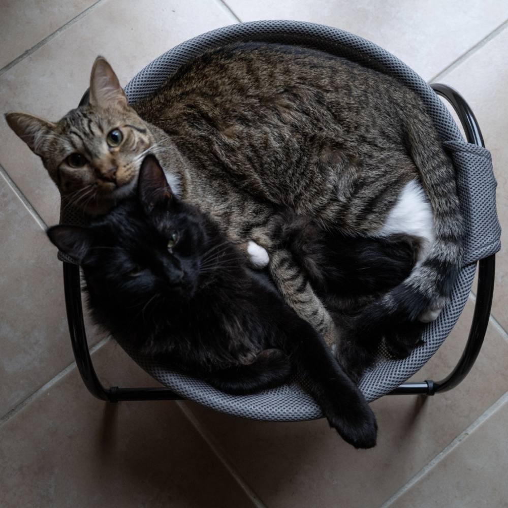 Cat Hammock Bed, Pink
