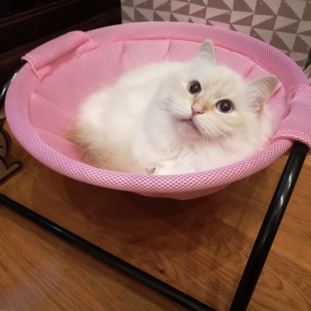 Cat Hammock Bed, Pink