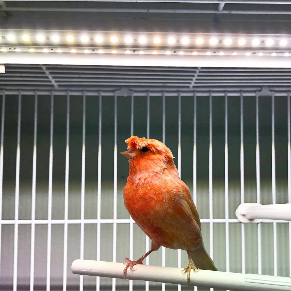Full Spectrum LED Cage Light, Softbill, 24 inch: image 9